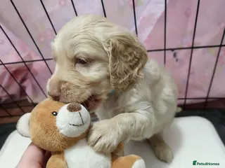 Cockapoo dogs Cockapoo puppies with lovely temperaments - Advert 5