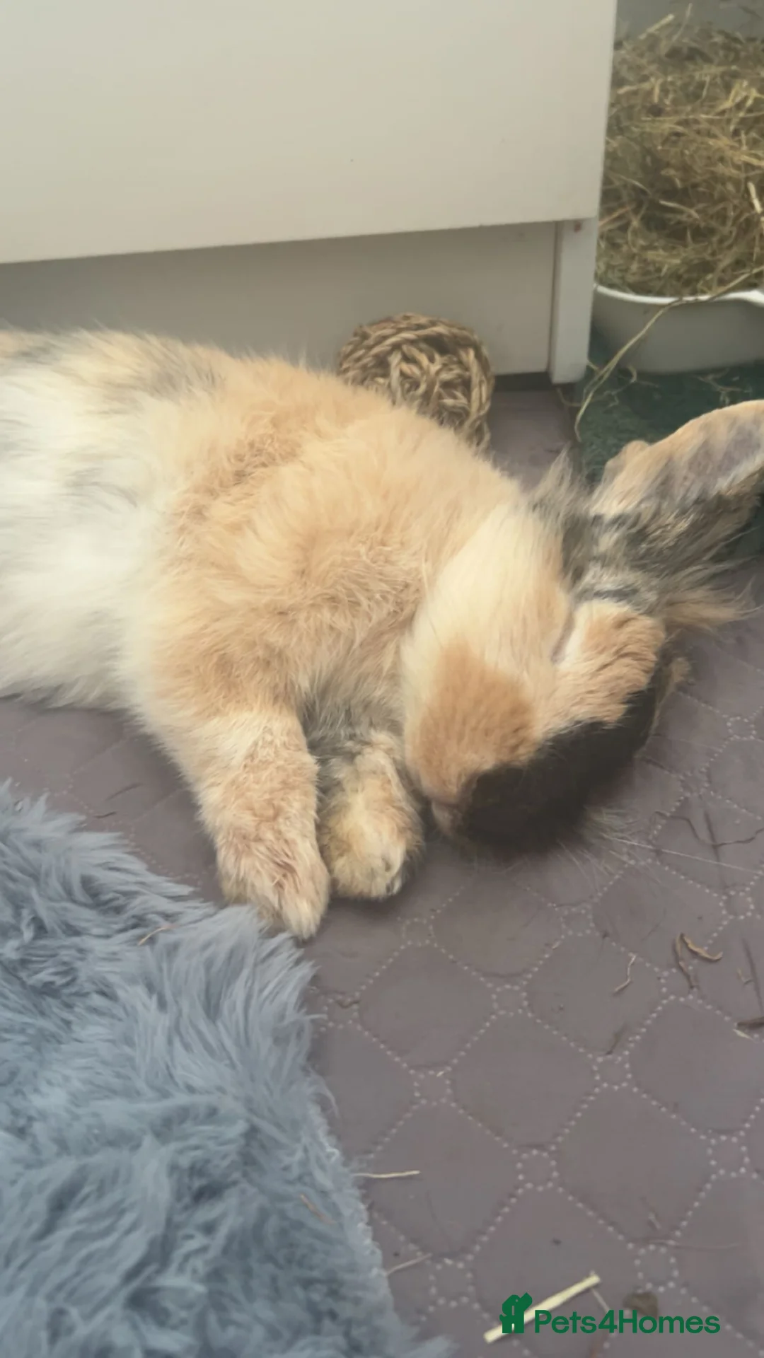 Lionhead rabbits for sale: Lionhead bun in Enfield - Advert 2