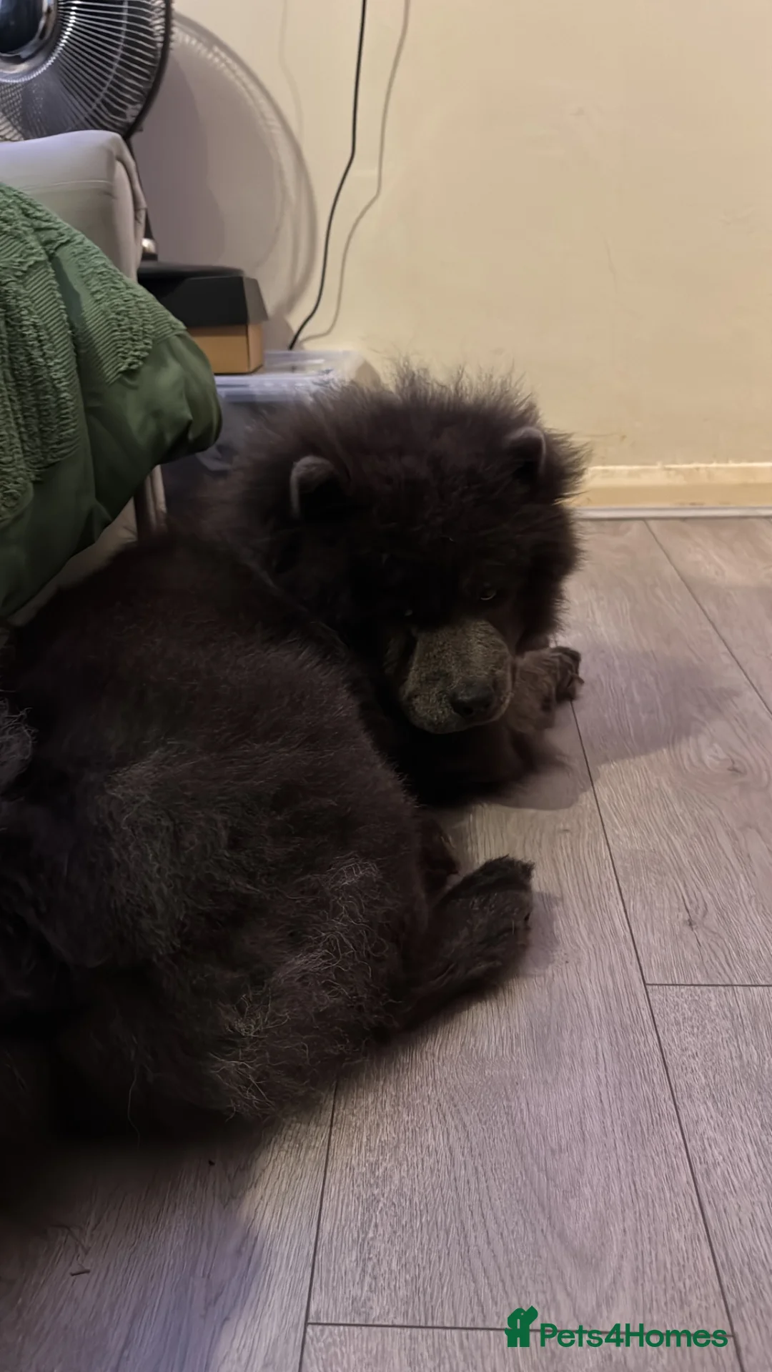 Chow Chow dogs for sale: Grey boy chow chow - Advert 6