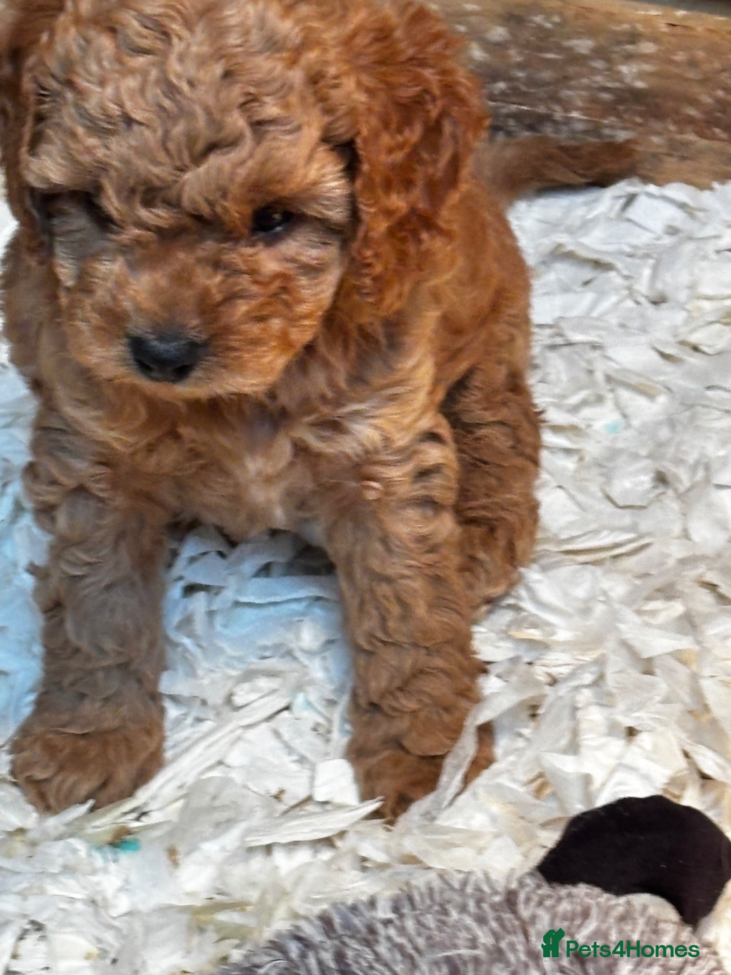 Cavapoo dogs Beautiful Cavapoos available  - Advert 1