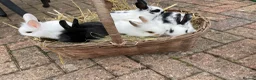 Mixed Breed rabbits for sale: 5 Baby Mixed Bred Rabbits  - Advert 2