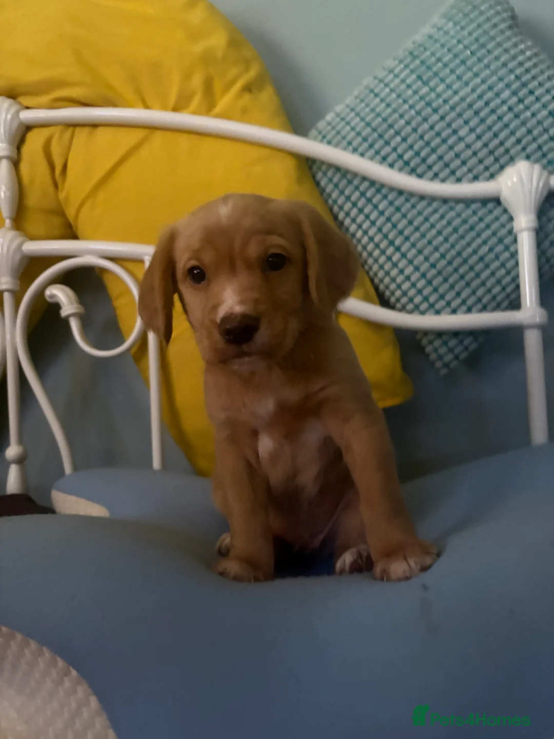 Cockerdor dogs for sale: Gorgeous cockerdor  - Advert 4