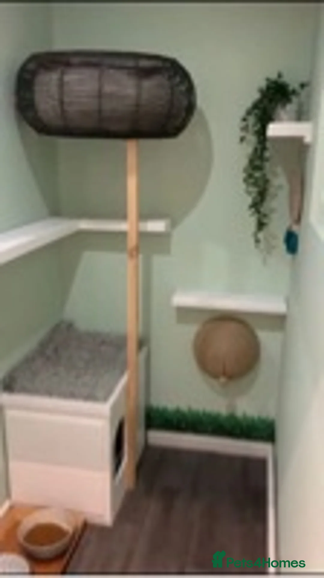 Ragdoll cats for stud: VERY LARGE PROVEN STUD kittens available  in Brighouse - Advert 9