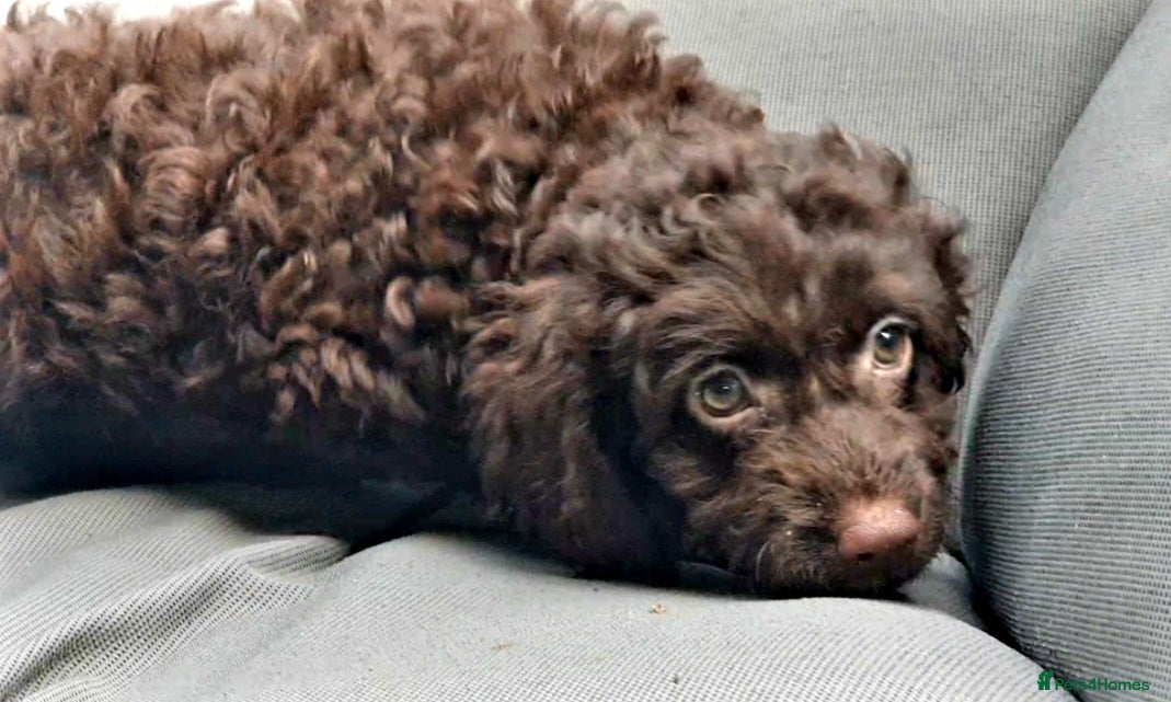 Mixed Breed dogs F1B MINI GOLDENDOODLES READY NOW  - Advert 6