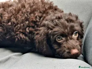 Mixed Breed dogs F1B MINI GOLDENDOODLES READY NOW - Advert 6