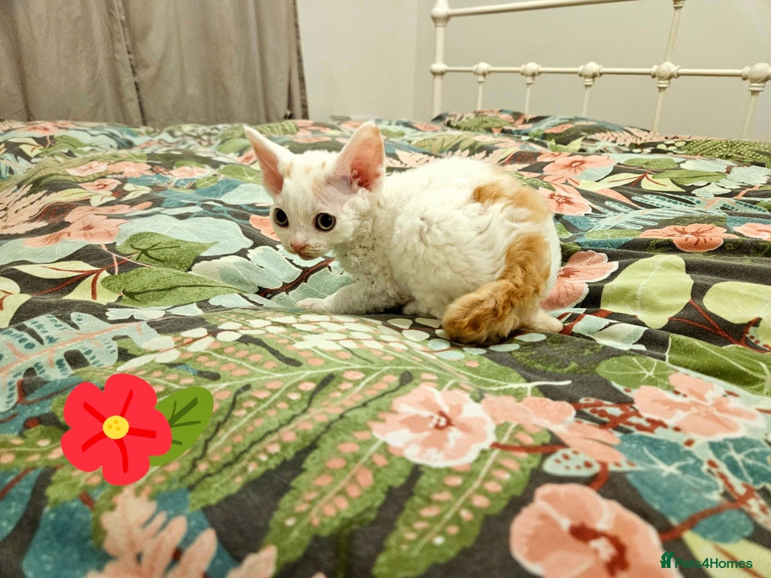 Devon Rex cats for sale: Darling Devons - Advert 12