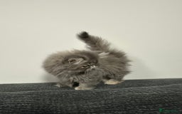 Persian cats for sale: ⭐️ Exceptional Persian x Exotic Kittens ⭐️ - Advert 13