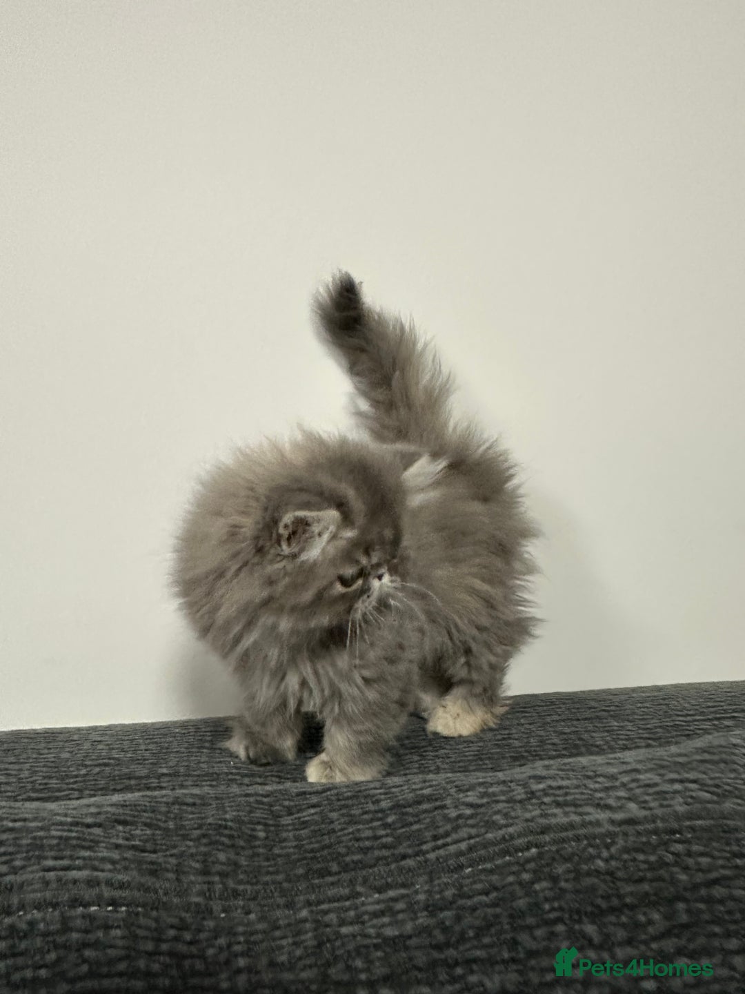 Persian cats for sale: ⭐️ Exceptional Persian x Exotic Kittens ⭐️ - Advert 13