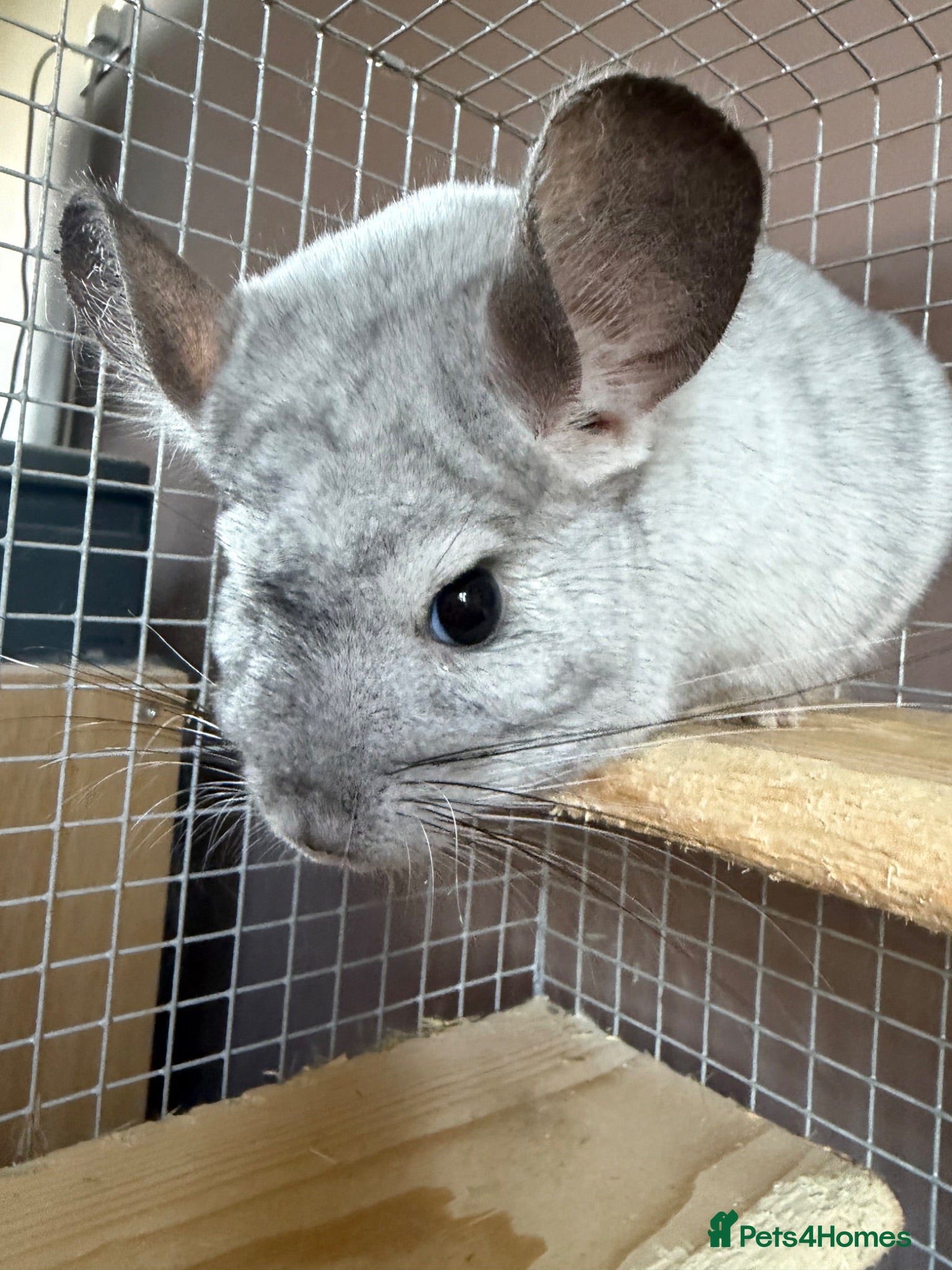 Chinchilla rodents Mosaic/Wilson’s White Chinchilla - Advert 4