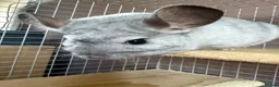Chinchilla rodents for sale: Mosaic/Wilson’s White Chinchilla - Advert 1