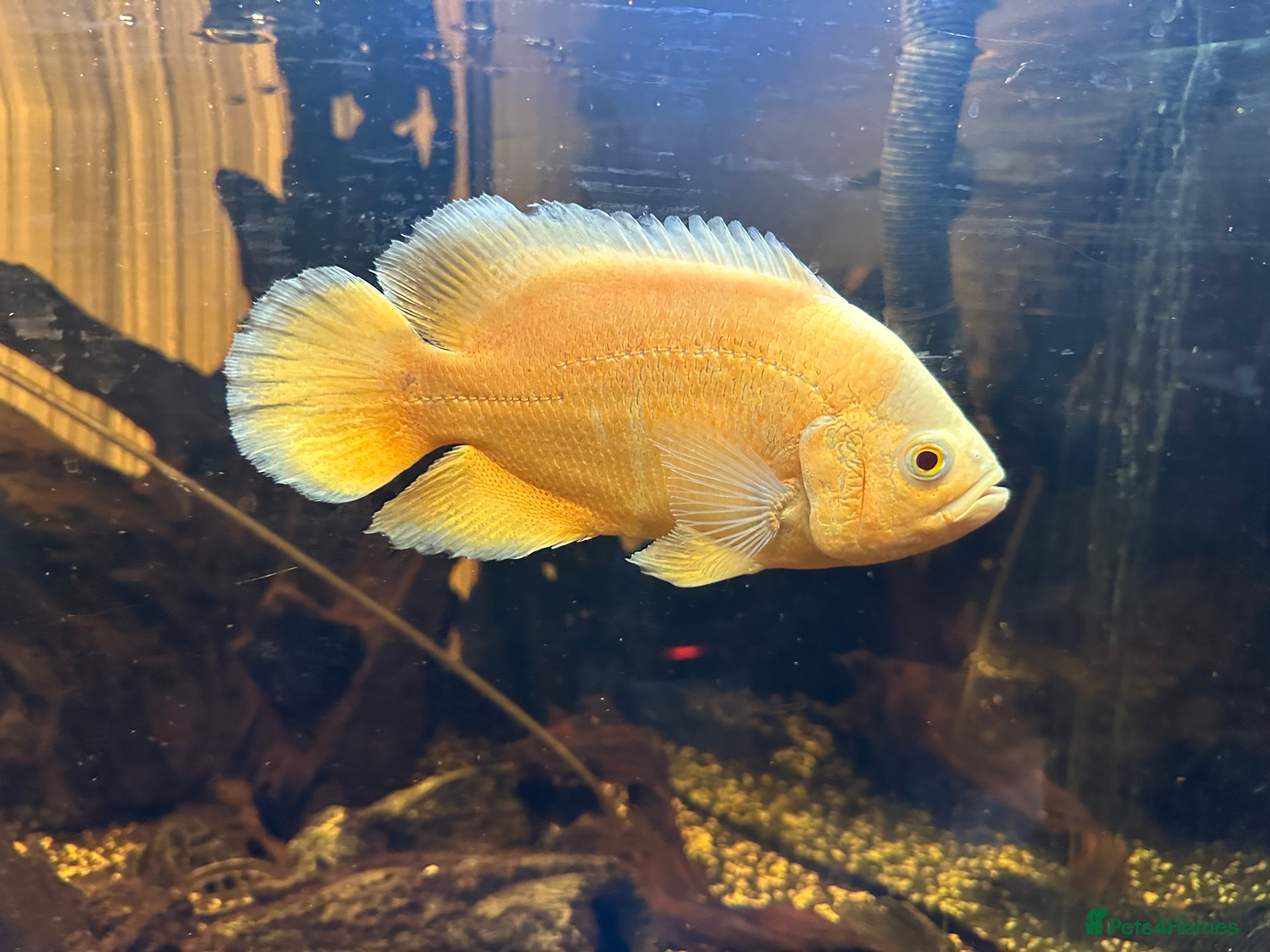 Other/Mixed Breed fish Albino Oscar - Advert 2