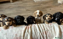 Cocker Spaniel dogs for sale: Show type Cocker Spaniel Puppies - Image 18