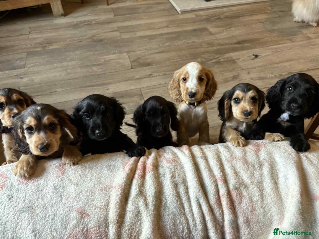 Cocker Spaniel dogs for sale: Show type Cocker Spaniel Puppies - Image 18