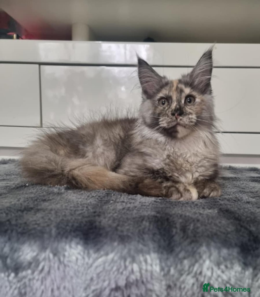 Maine Coon cats for sale: Beautiful Maine Coon Kittens - Advert 25