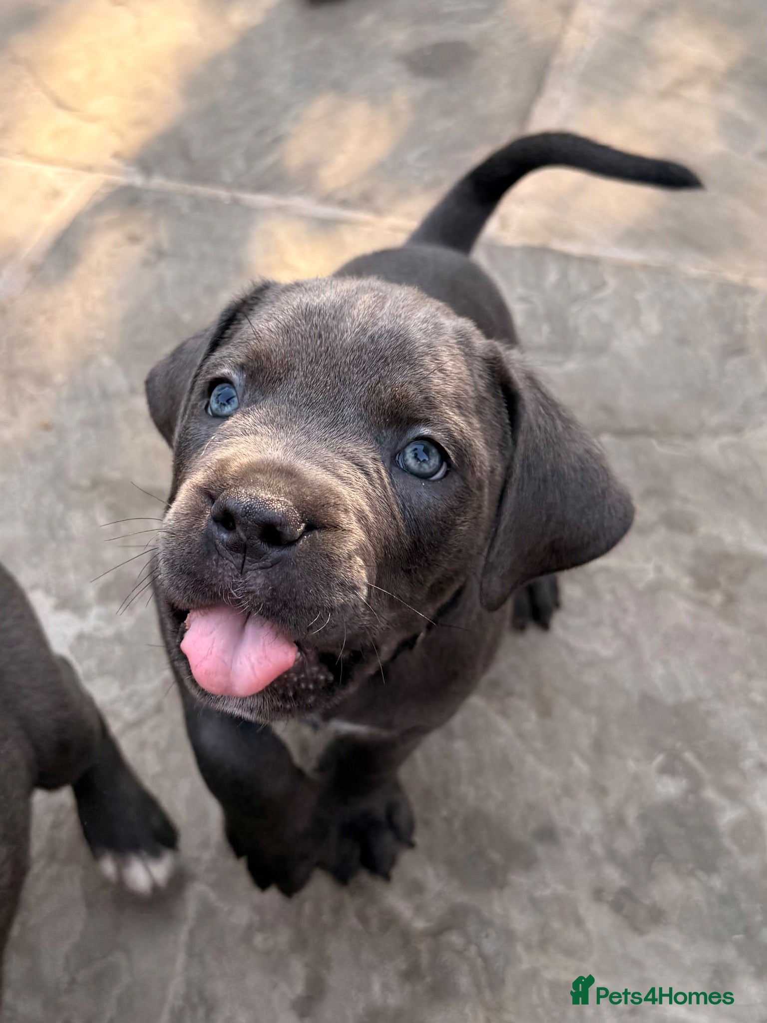 Cane Corso dogs X-Man Bloodline, Pedigree Cane Corso Puppies - Advert 14