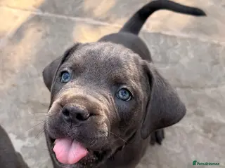 Cane Corso dogs X-Man Bloodline, Pedigree Cane Corso Puppies - Advert 14