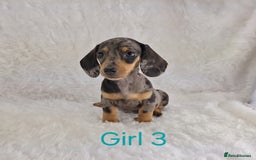 Miniature Dachshund dogs for sale: Beautiful Miniature Dachshund Puppies  - Image 9