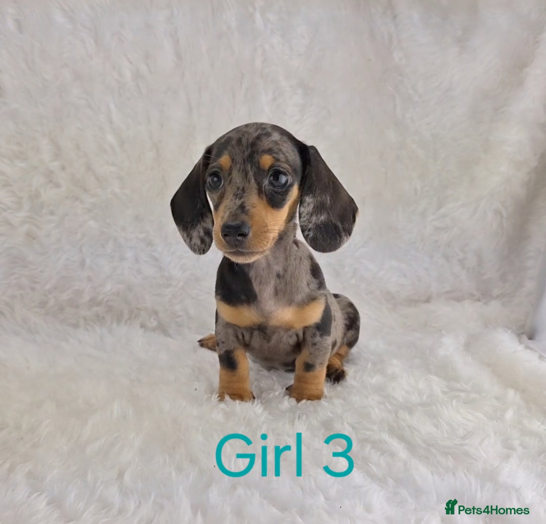 Miniature Dachshund dogs for sale: Beautiful Miniature Dachshund Puppies  - Image 9