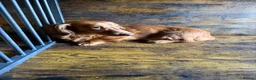Miniature Dachshund dogs for sale: Long fur miniature dachshund  - Advert 3