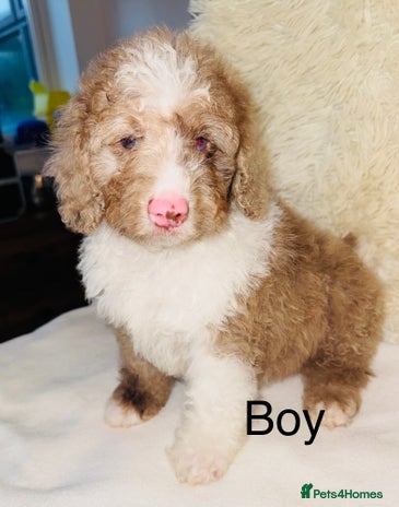 Cockapoo dogs REDUCED DNA TESTED, Last Merle Boy, READY NOW - Advert 12