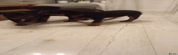 Rottweiler dogs for sale: ROTTWEILER PUPPIES- READY NOW - ONLY ONE LEFT!! - Advert 11