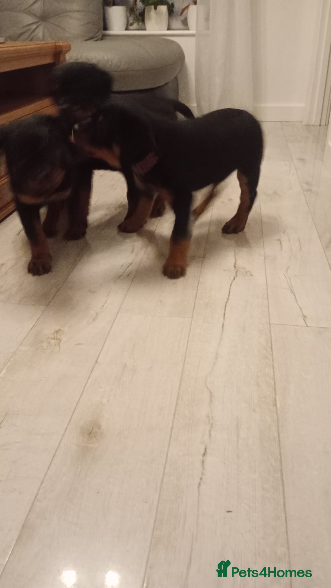 Rottweiler dogs for sale: ROTTWEILER PUPPIES- READY NOW - ONLY ONE LEFT!! - Advert 11