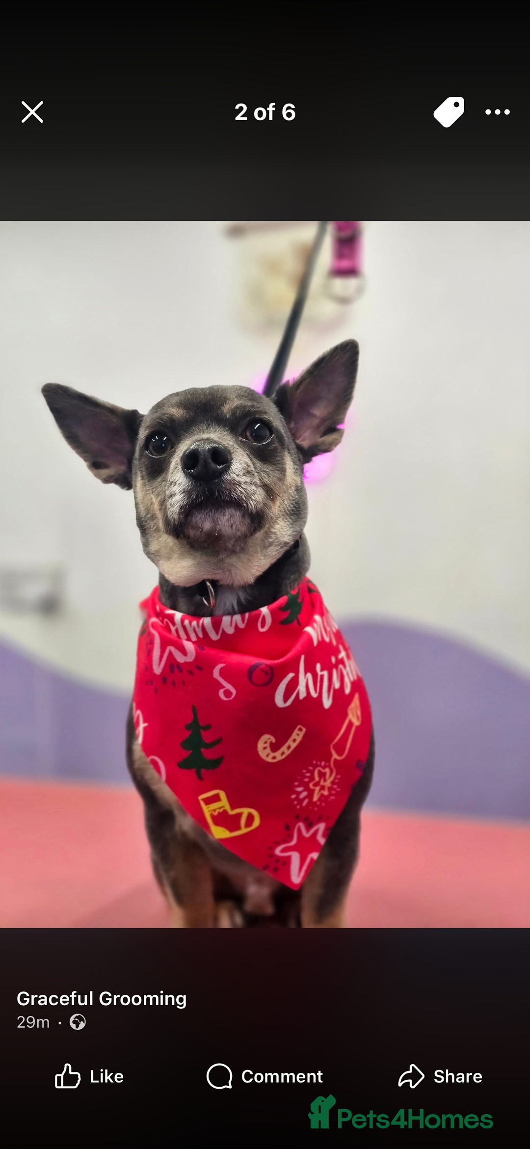 Chihuahua dogs for sale: Two loving chihuahuas Ronny and pickles  - Advert 3