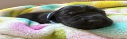Labrador Retriever dogs for sale: LABRADOR RETRIEVER–HEALTH TESTED, FULLY VACCINATED - Advert 18
