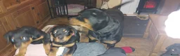Rottweiler dogs for sale: 2 beautiful pups - Advert 3