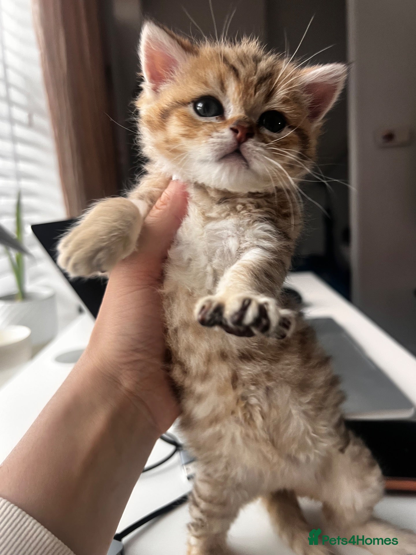 British Shorthair cats 🐾 4 BSH Kittens – White, Blue & Golden 🤍🩵💛 - Advert 1