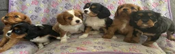 Cavalier King Charles Spaniel dogs for sale: Cavalier King Charles spaniel puppies❤️ - Advert 14