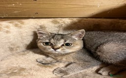 British Shorthair cats for sale: Gccf British Shorthairs  - Image 1