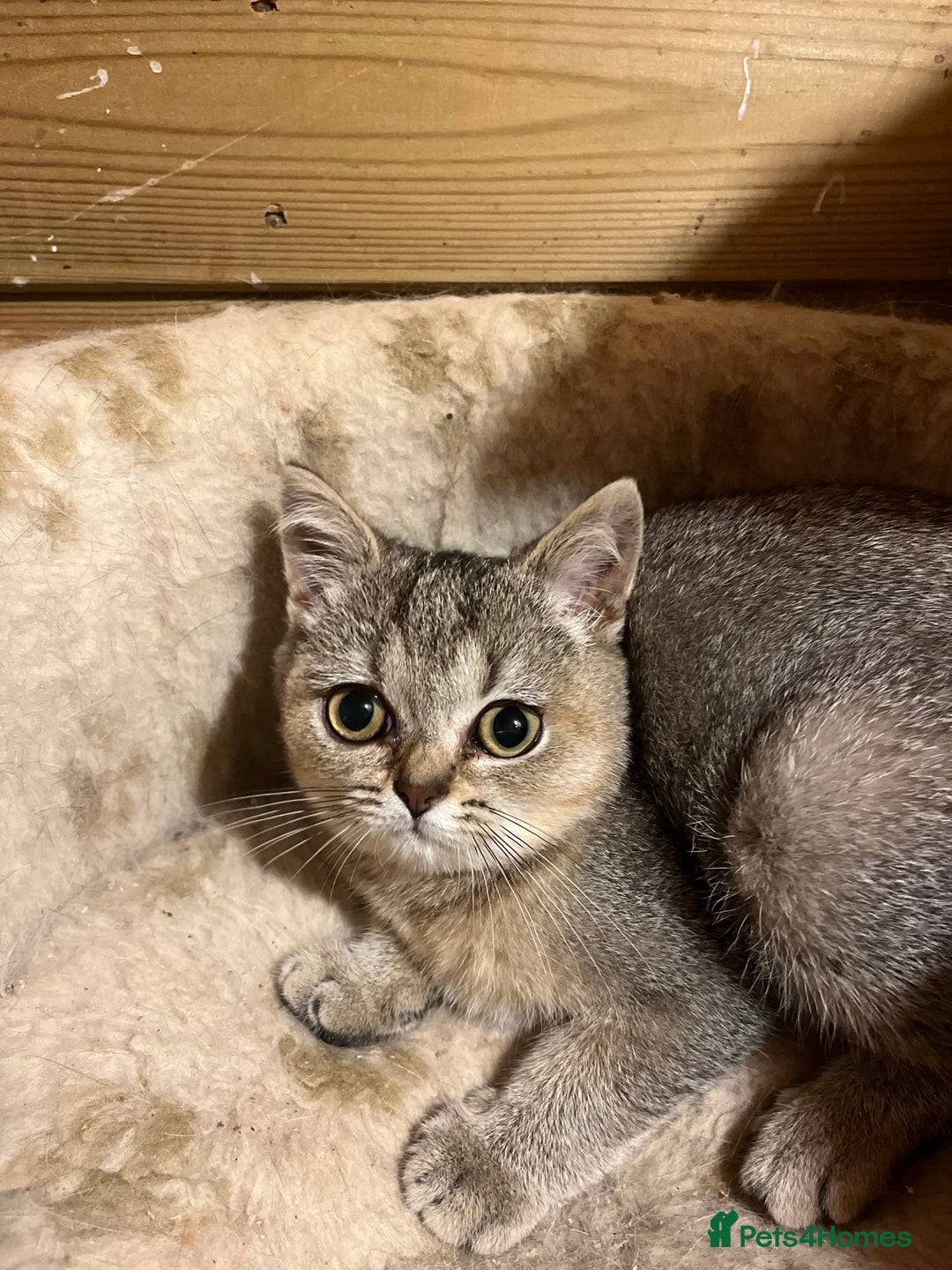 British Shorthair cats for sale: Gccf British Shorthairs  - Image 1