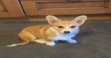 Welsh Corgi Pembroke dogs in Carmarthen - Advert 5