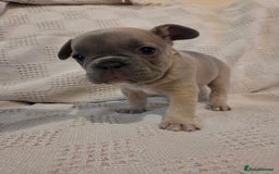 French Bulldog dogs for sale: 4 beautiful French bulldog pups  - Image 3