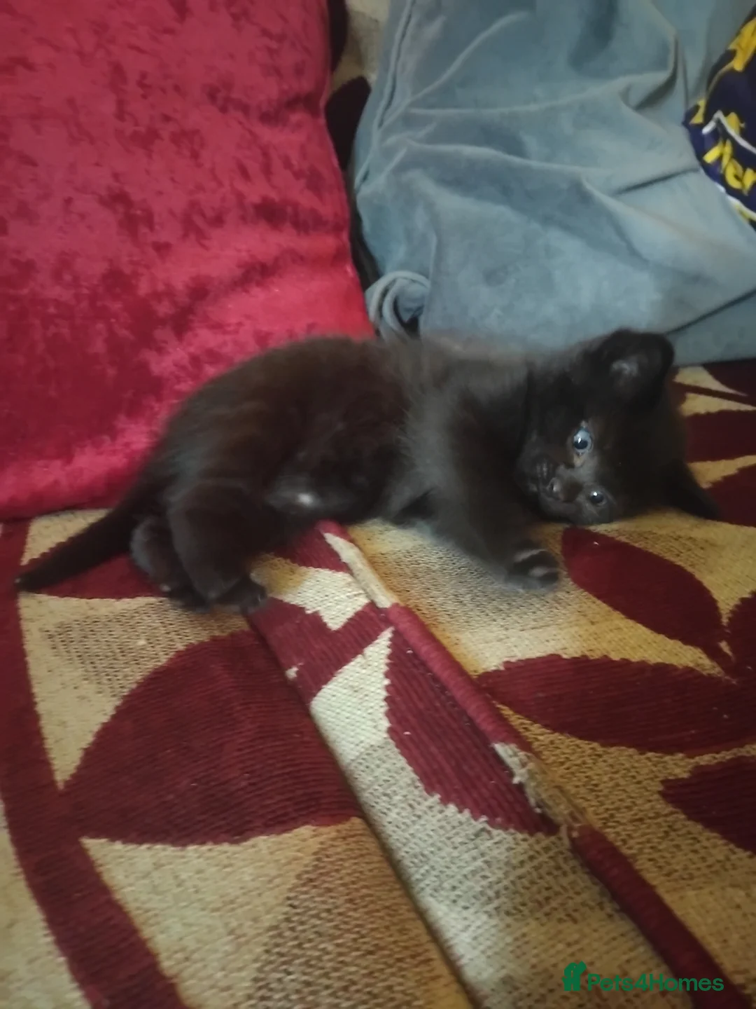 Mixed Breed cats for sale: 5 week old beautiful fluffy babies.  - Advert 8