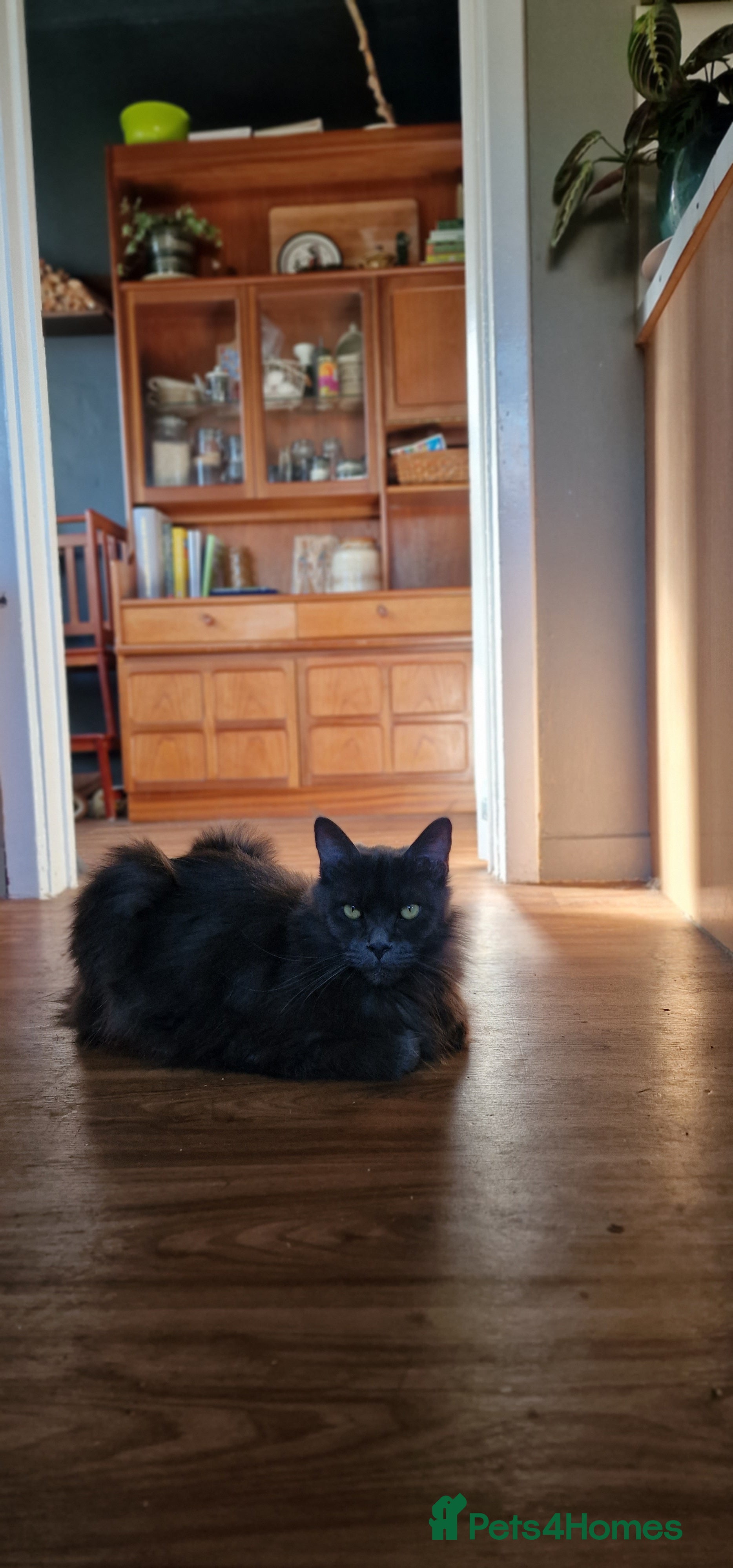 Maine Coon cats Evie and Dory main coons  - Advert 1