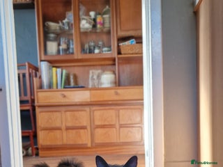 Maine Coon cats Evie and Dory main coons - Advert 1