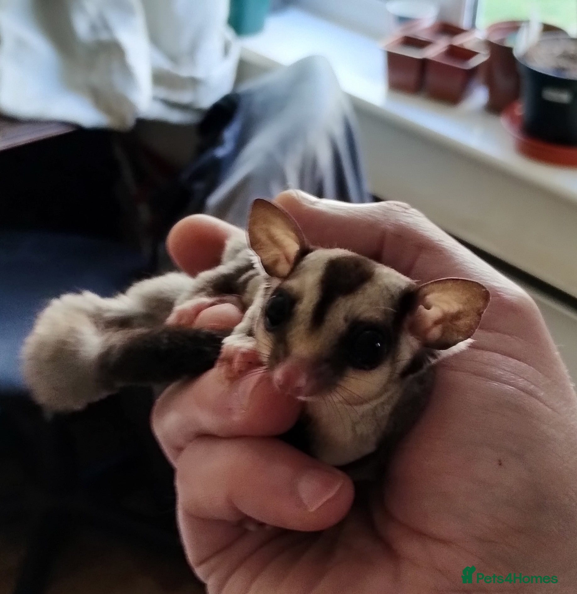 Sugar Glider rodents Standard grey, male, sugar glider. - Advert 3