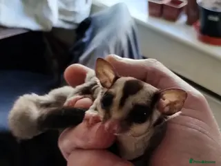 Sugar Glider rodents Standard grey, male, sugar glider. - Advert 3