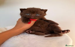 British Shorthair cats for sale: 7 British Shorthair Kittens TICA®️ – Import Lines - Image 1