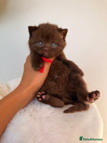 British Shorthair cats - Advert 1