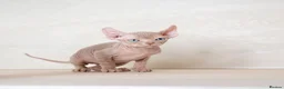 Sphynx cats for sale: Rare tabby champion Sphynx kittens  - Advert 2