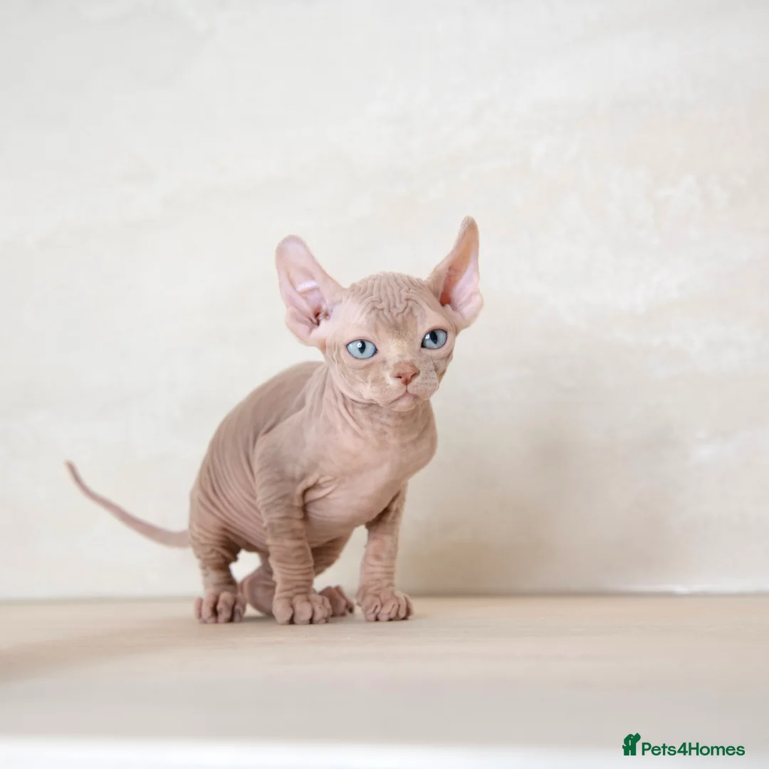 Sphynx cats for sale: Rare tabby champion Sphynx kittens  - Advert 2