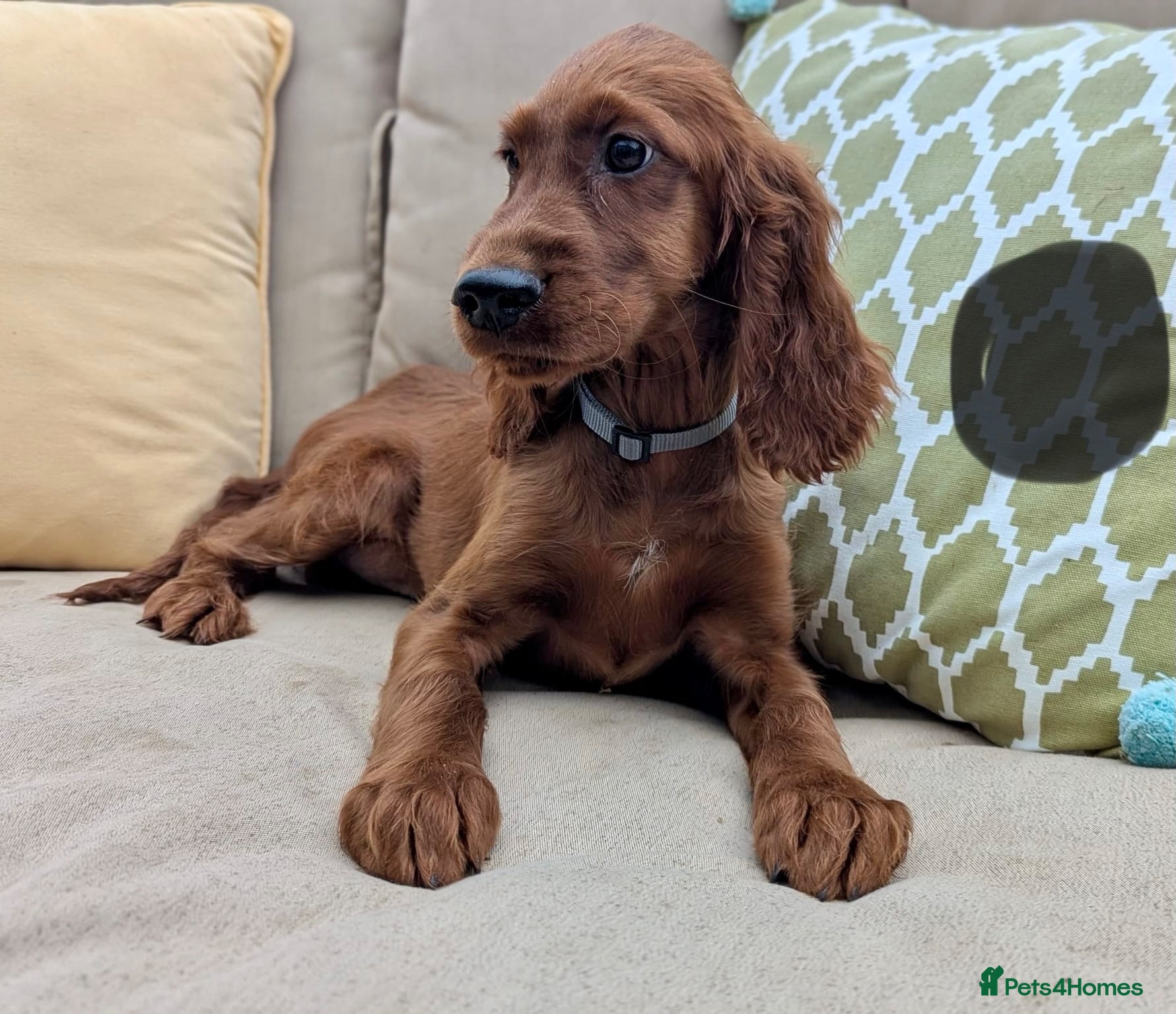 Irish Setter dogs Kennel Club Irish Setter Puppies  - Advert 1
