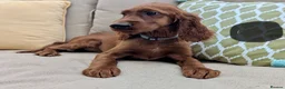 Irish Setter dogs for sale: One Boy available- KC Irish Setter Puppies - Advert 7