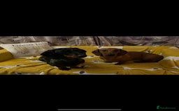Miniature Dachshund dogs for sale: Miniature dachshund  - Image 4