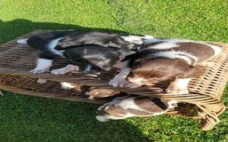 English Springer Spaniel dogs for sale: Kc reg springer spaniel  - Image 7