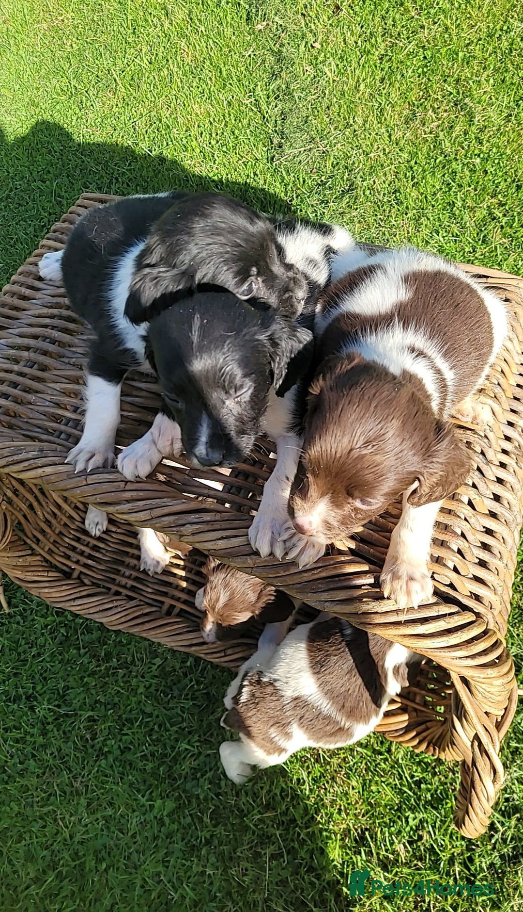 English Springer Spaniel dogs for sale: Kc reg springer spaniel  - Image 7