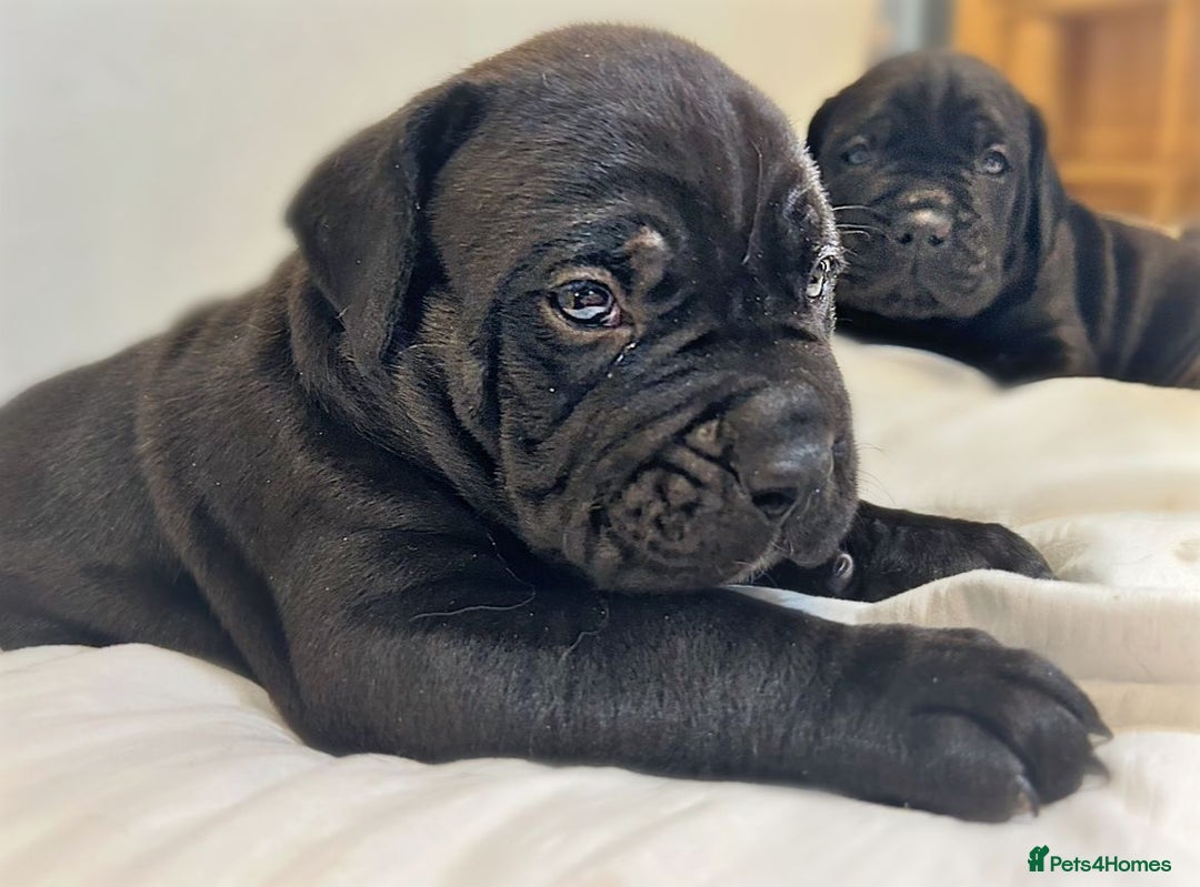 Cane Corso dogs for sale: Cane Corso Puppies Looking for Their Forever Homes - Advert 2